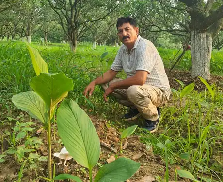 Young turmeric growing under the mango trees