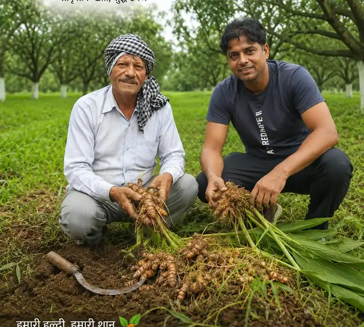 Freshly dug turmeric held in two hands