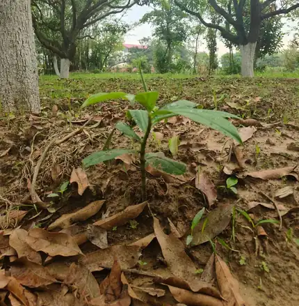 A young turmeric shoot rising through mango leaf fall
