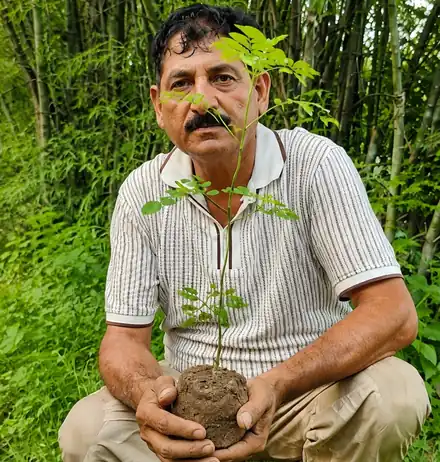 Moringa sapling being planted by hand