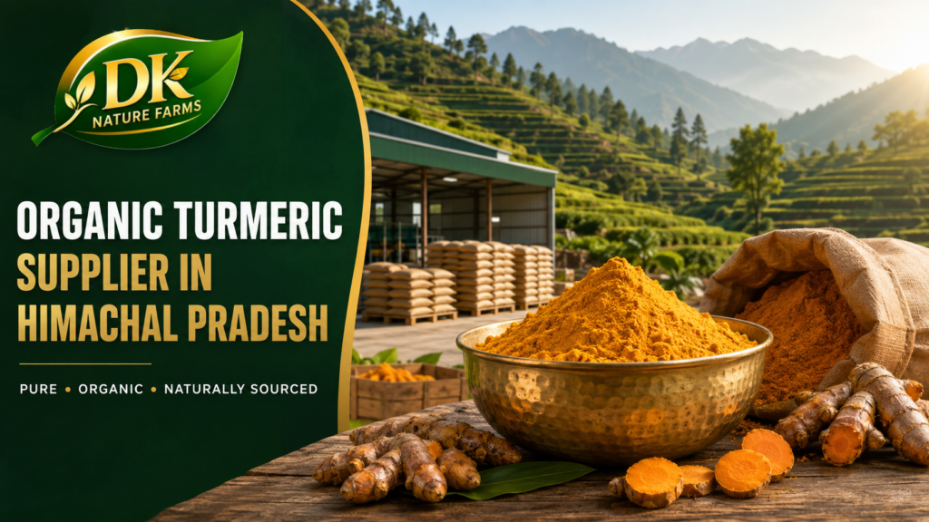 Organic turmeric supplier in Himachal Pradesh with farm-grown haldi roots and powder