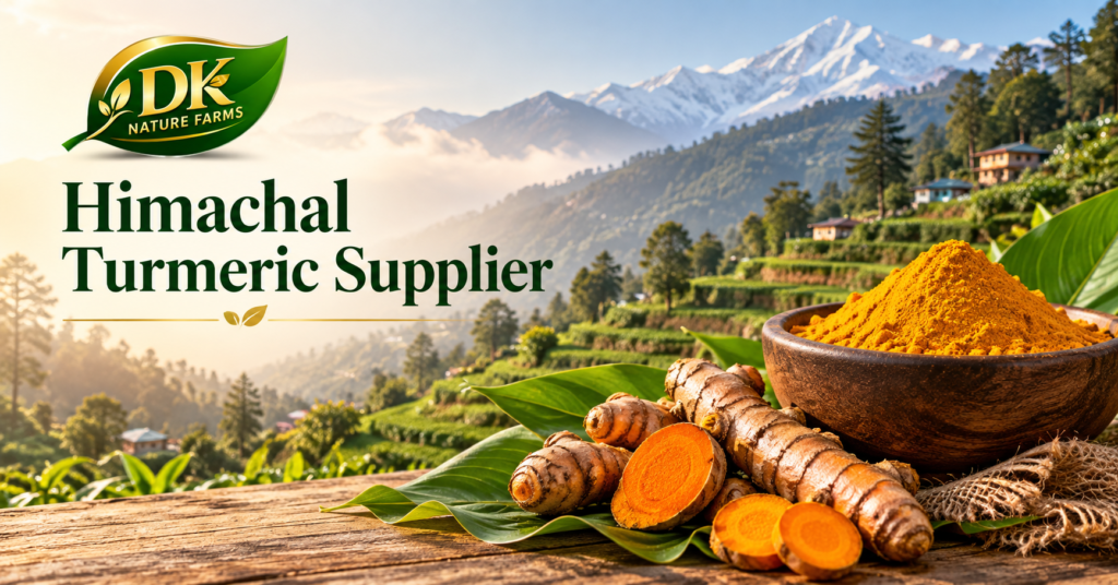 Himachal Turmeric Supplier: Farm-Direct Haldi 2026