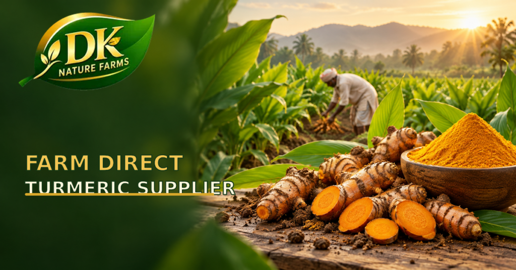 Farm Direct Turmeric Supplier: 2026 Buyer Guide